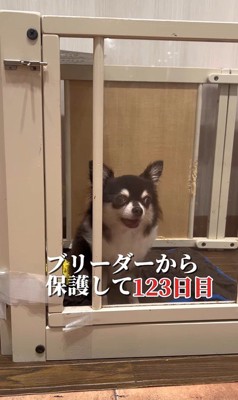イブちゃんが幸せを掴むまで2