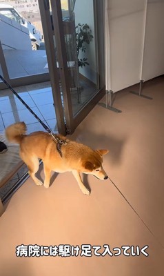 動物病院に来た3匹の柴犬3