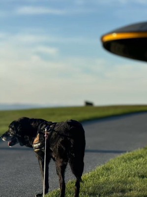 青空の下、女性と散歩をする犬