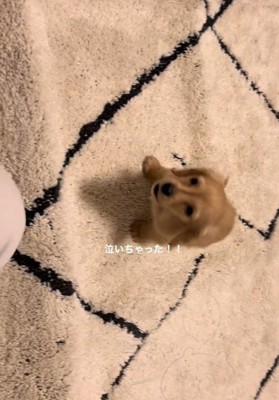 きゅんきゅん鳴いています
