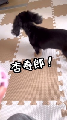 背を向けて歩く犬