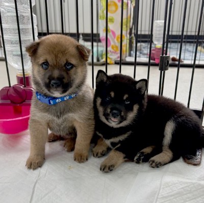 2匹の赤ちゃん犬