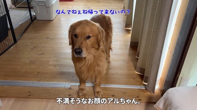 不満そうなアルト君
