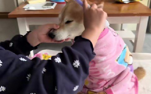 まずは梳かしていきましょう