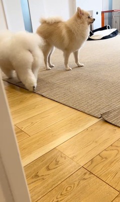 お兄ちゃんが帰宅時のエマくん&ハルくん2