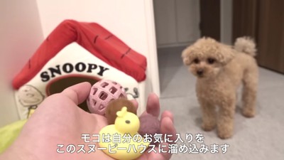 トイプードルのモコちゃん