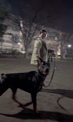 遠吠えを聞いたワンコたちの反応6