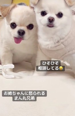 娘さんに怒られた兄弟