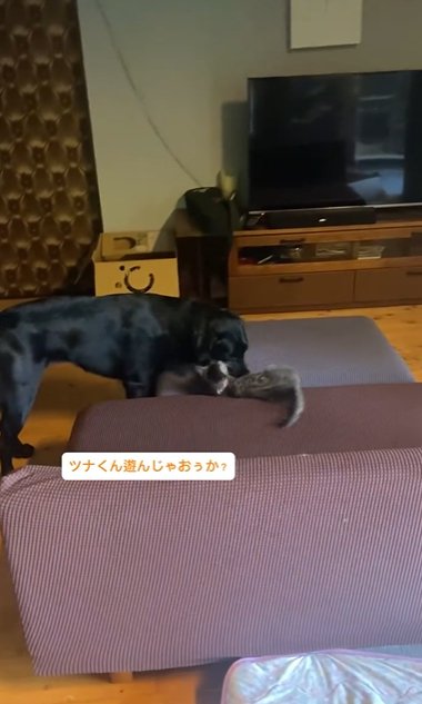 ソファでじゃれ合う子猫とラブラドールレトリバー