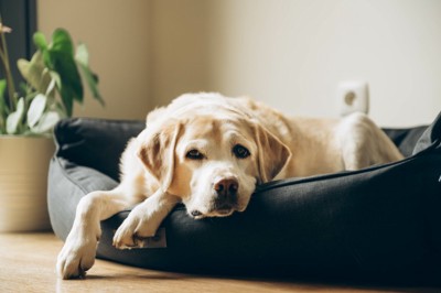 ベッドで休む老犬