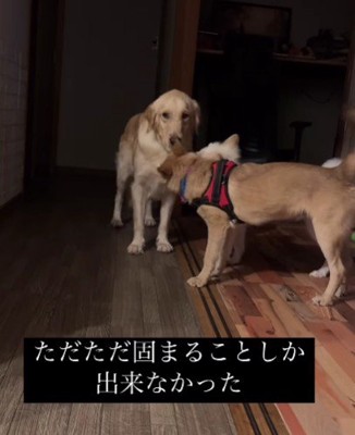 固まることしかできない