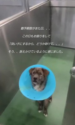 収容された保護犬