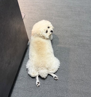 モッコモコのうめちゃん