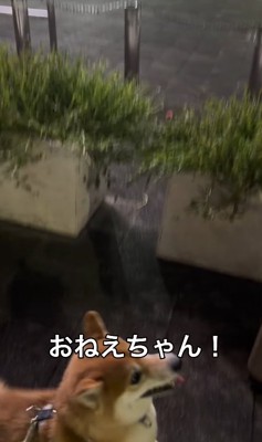喋る小型犬