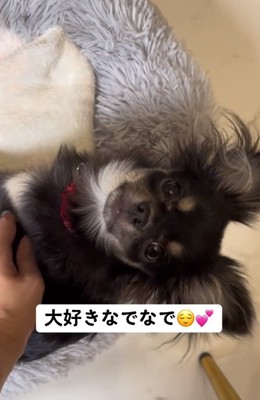 甘えん坊のちまきちゃん