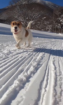 雪山を爆走するモカちゃん⑩