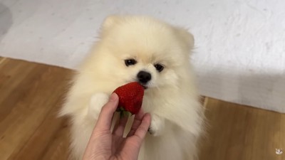 味見の仕方が可愛すぎる♡