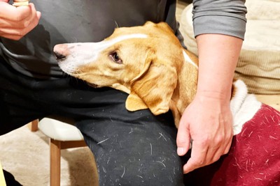 黒い服に抜け毛