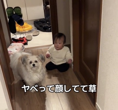 廊下で並んで立ち止まる犬と赤ちゃん