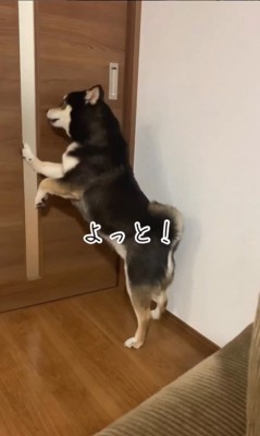 お兄ちゃんを引き止めるダンクくん7