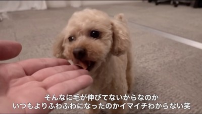 飼い主からおやつを貰う犬