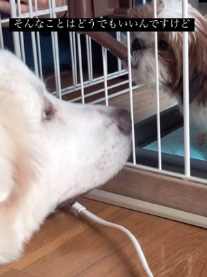 柵越しに見つめ合う犬たち