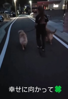 散歩する投稿主と大型犬親子