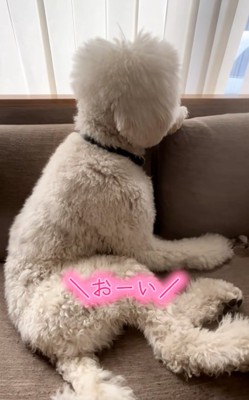 呼びかける飼い主さん