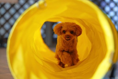 トンネルの中、トイプードル