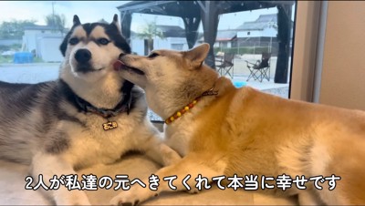 ハスキー犬の頬を舐める柴犬