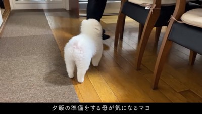 おばあちゃんが気になるマヨちゃん