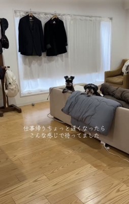 ソファから顔を出す2匹の犬