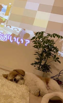 ぐっすり眠るムーくん