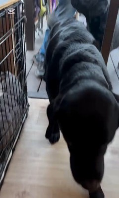 枝を運びたいあお君⑩