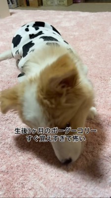 おやつを食べるボーダーコリーの赤ちゃん