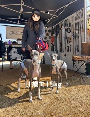 野外で並んで立つ2頭のイタリアングレーハウンド