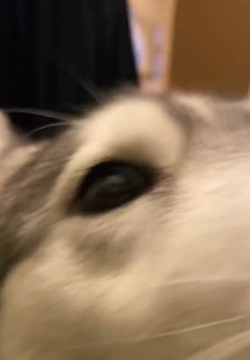 競り合うようにポストへ