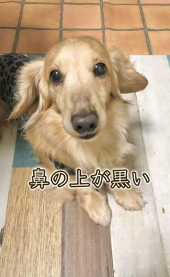 さらお君を病院に連れて行ったら2