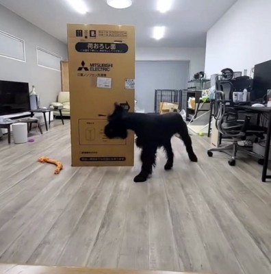 ダンボールを見つける犬