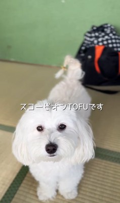 しっぽを編み込まれた小型犬