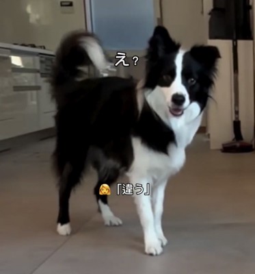 立ち尽くす犬