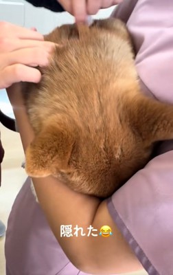 隠れるつくねちゃん