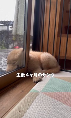 柵に挟まってくつろぐサンタくん⑩