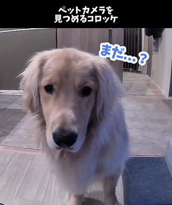 カメラのレンズを覗き込む犬