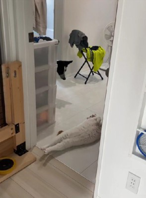 お昼寝の見守り♡