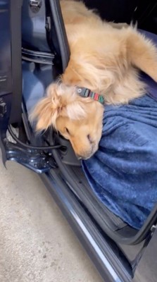 車のドアから頭を出して眠る犬