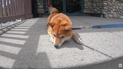 またもやお散歩拒否！