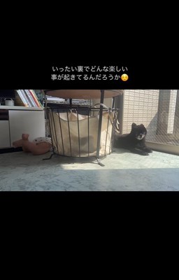 もずく君と赤ちゃん3