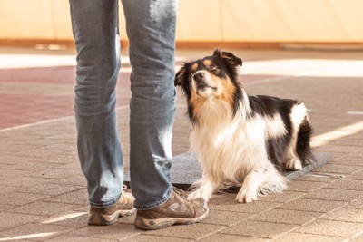 飼い主を見上げる犬