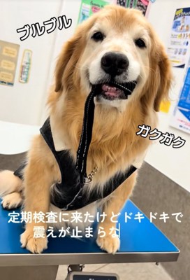 震える大型犬